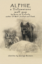 Alphie, a Yellowstone wolf pup